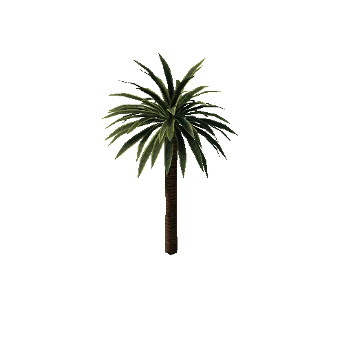 palm tree